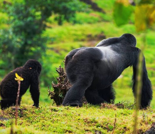 Mountain Gorillas Saved, Space Not Enough: Africa’s Next Conservation Challenge Mountain Gorilla