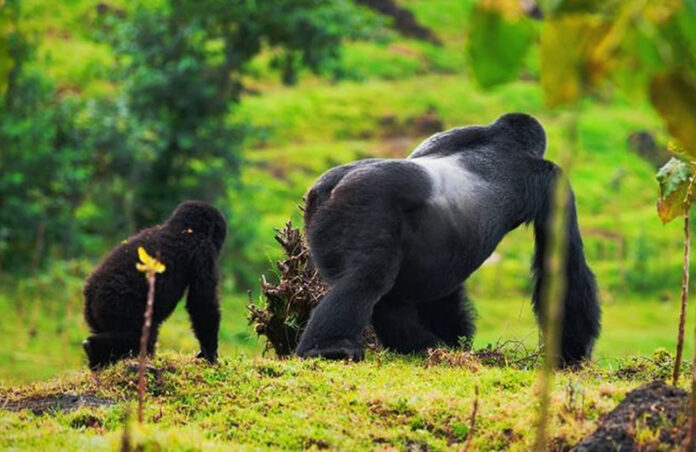 alpha-mountain-gorilla Mountain Gorilla